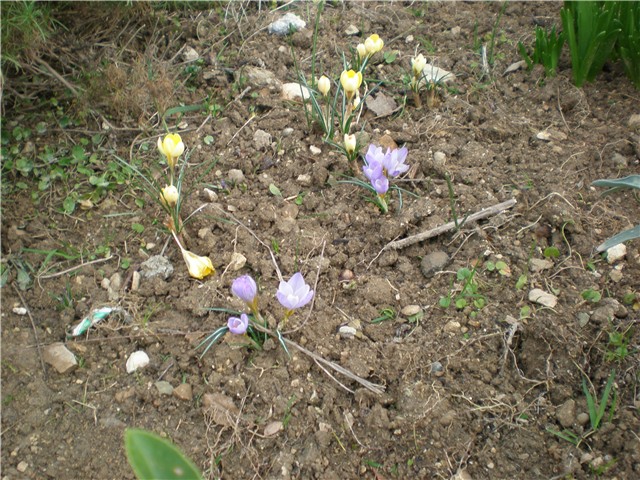 crocus